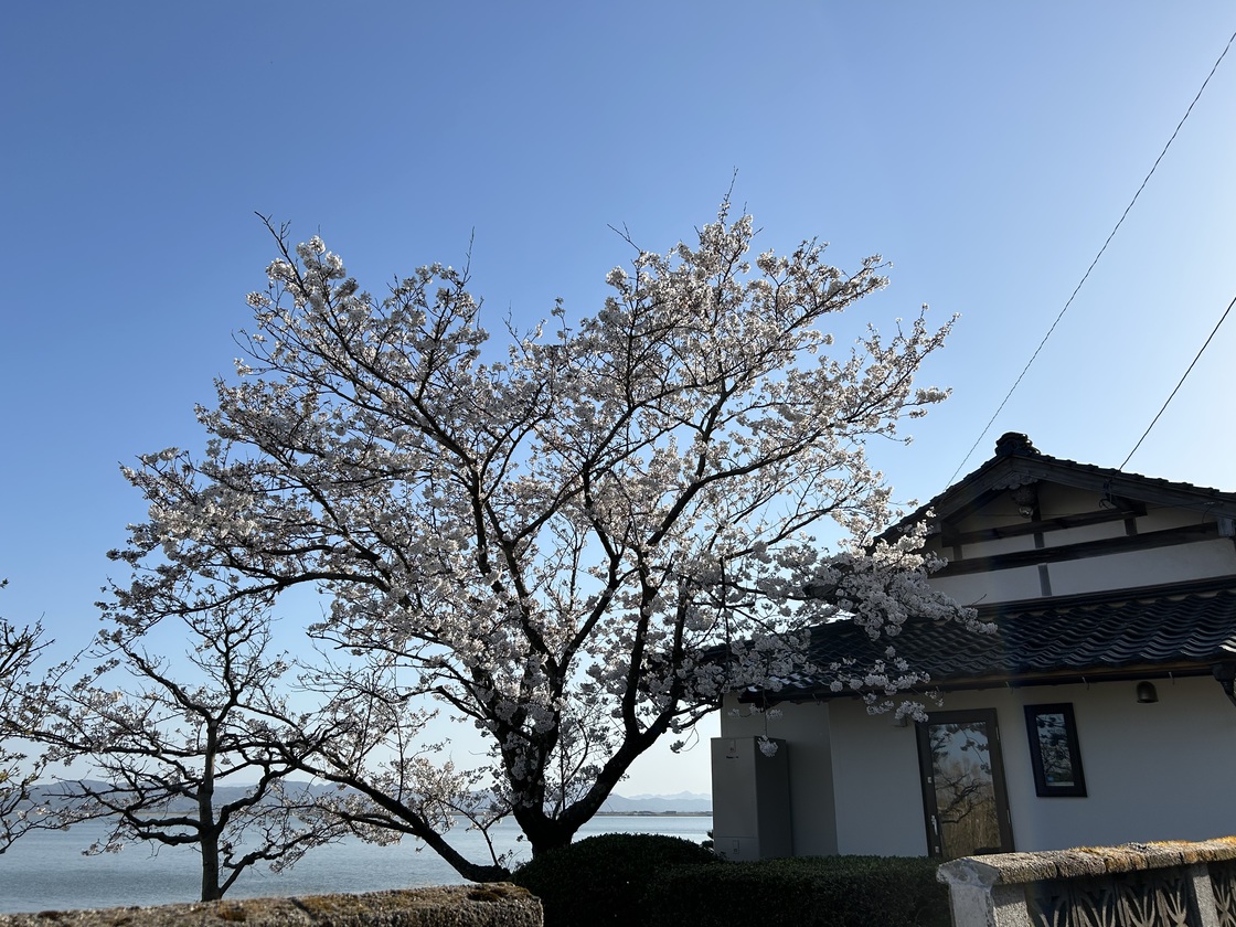 遊々のマイ桜