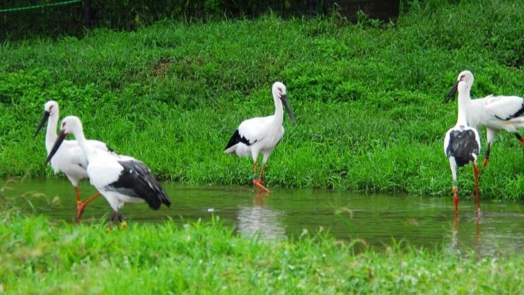 ＜周辺観光＞コウノトリの郷公園