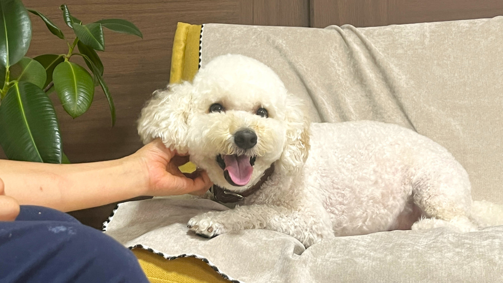 ーわんちゃん大歓迎ー小型〜大型までご宿泊できます