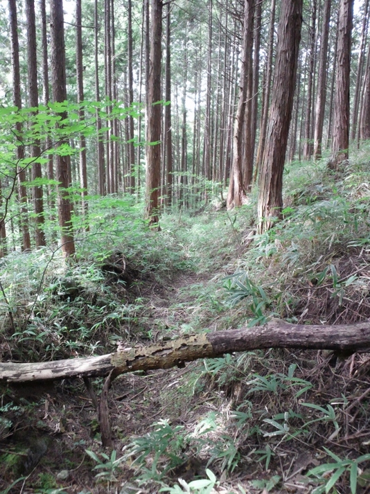 当館の山水の源泉へとつづく道