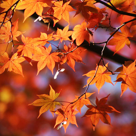 【11月】紅葉。花言葉は「大切な思い出」「美しい変化」「遠慮」