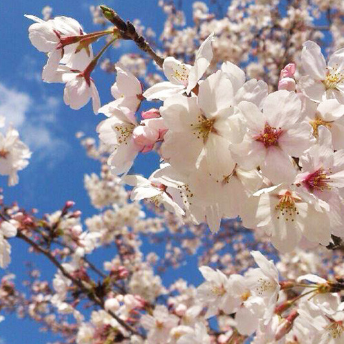 【4月】桜。花言葉は「精神の美」「優美な女性」