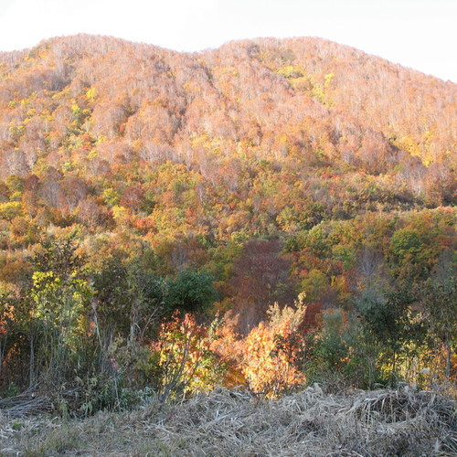 秋飯山の紅葉