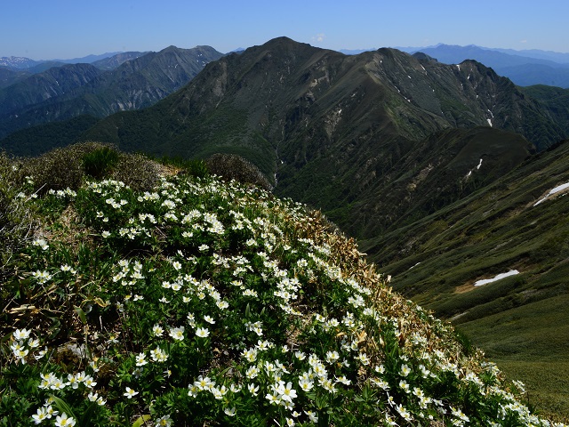 ハクサンイチゲ咲く谷川山稜
