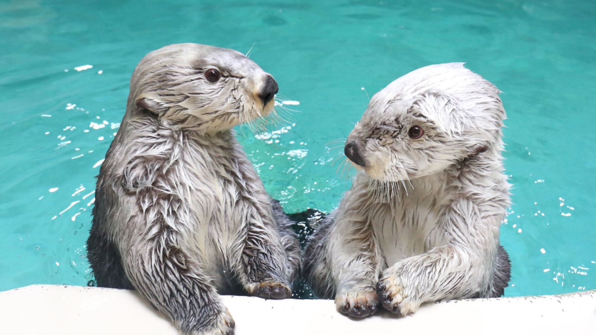 【2食付／鳥羽水族館コラボプラン】日本最大級の水族館を満喫！海風会席／伊勢の朝ご飯をお食事会場で