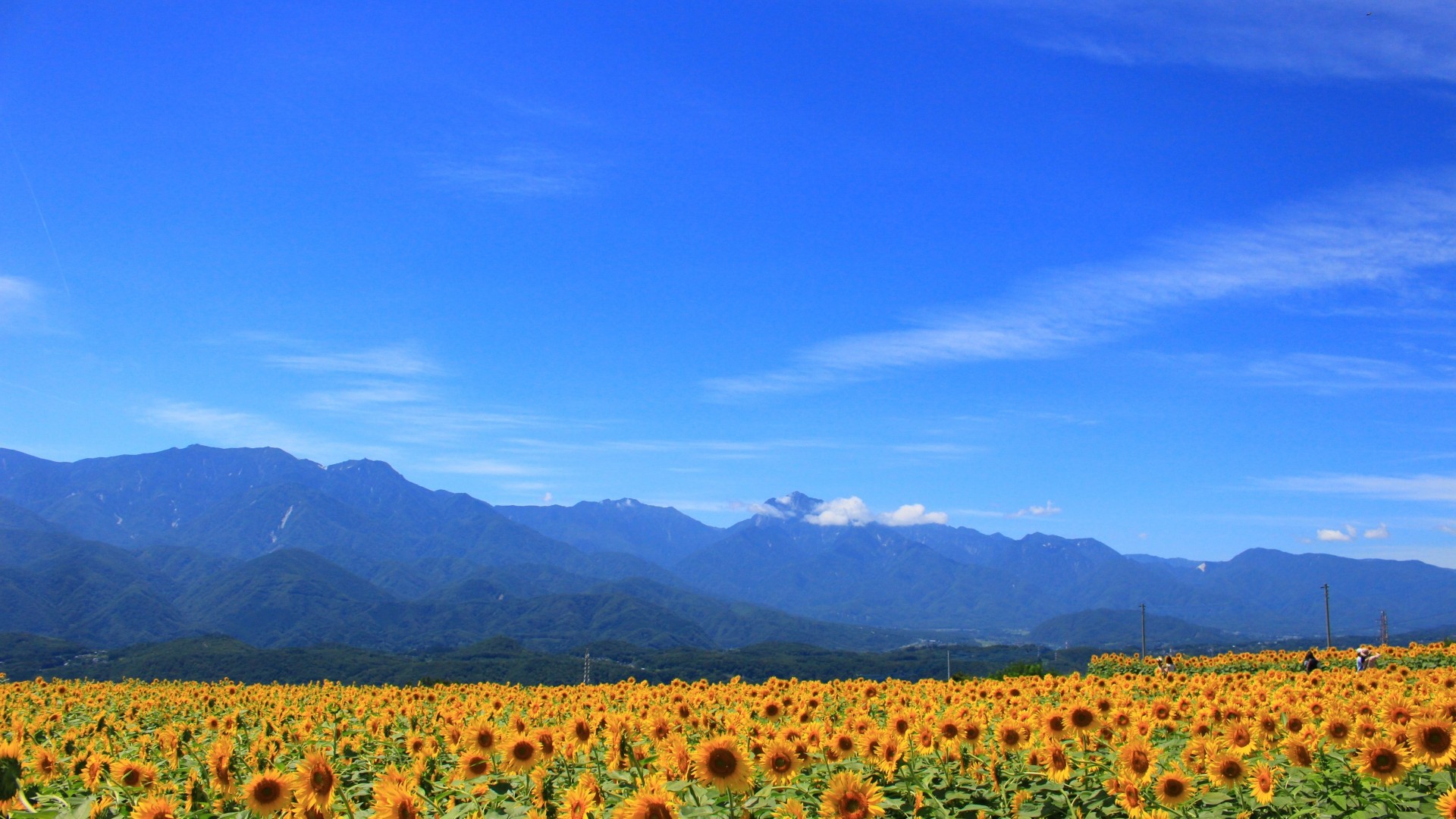 明野のひまわり畑