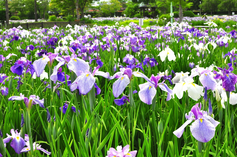 山王史跡公園あやめ園当施設から車28分