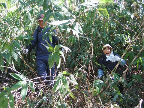山菜採り（竹の子）