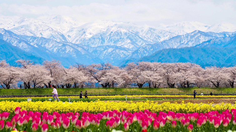 【見ごろは4月初旬〜4月中旬】より便利にアクセス頂くためにその期間、送迎バスを特別便で運行します