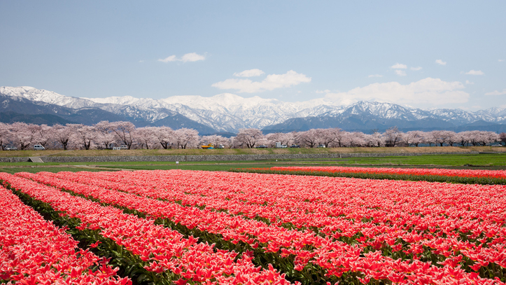 【見ごろは4月初旬〜4月中旬】国内のみならず海外からも多くの方が訪れる人気のイベントです