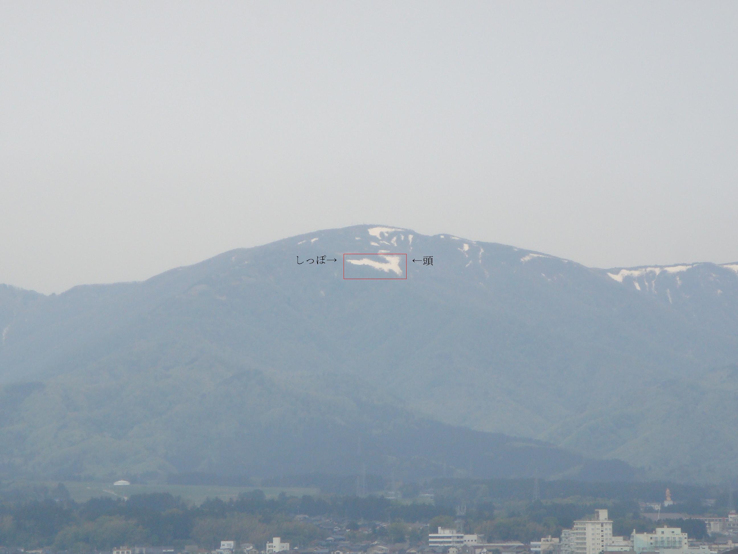 ドンデン山の白いキツネは春の便り（5月頃