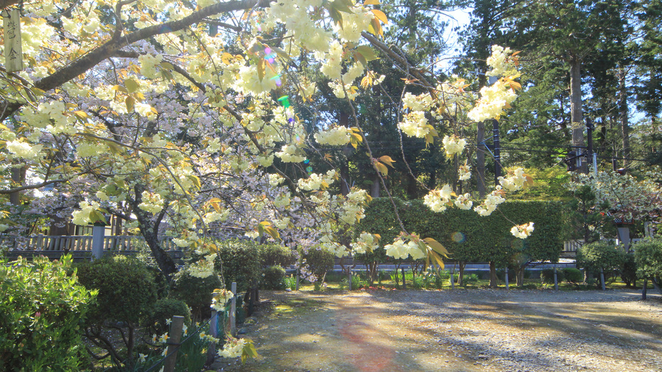 #【周辺観光】弥彦神社の黄色い鬱金(ウコン)桜