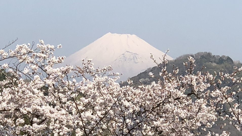 狩野川の桜と富士山