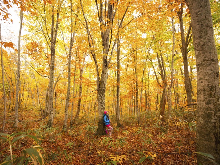 会津磐梯の紅葉