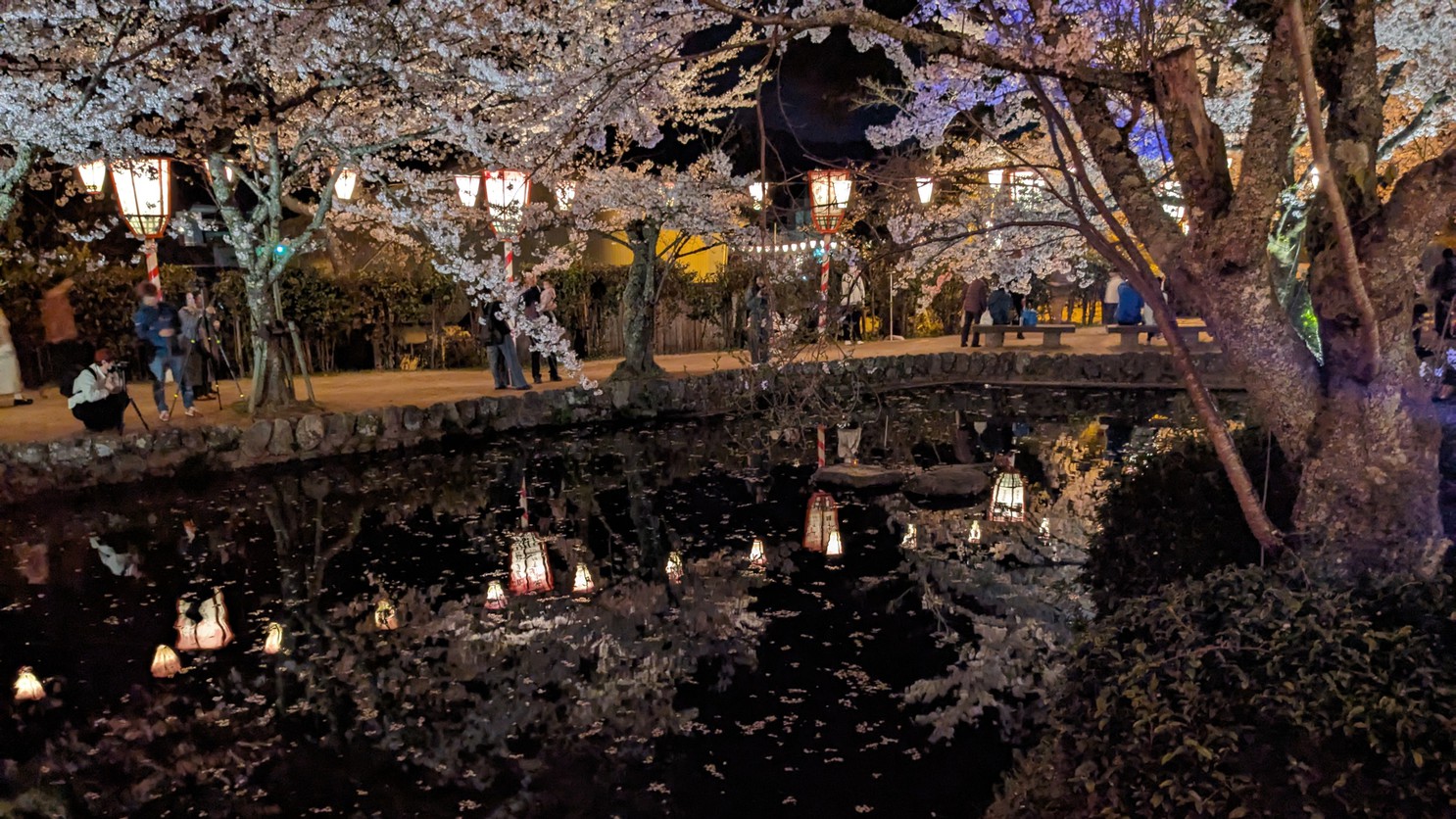 打吹公園の夜桜