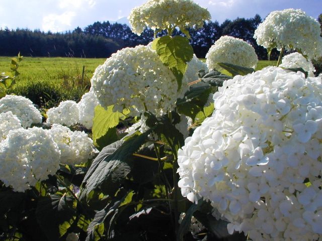 夏の間咲き続けるアナベルの白い花