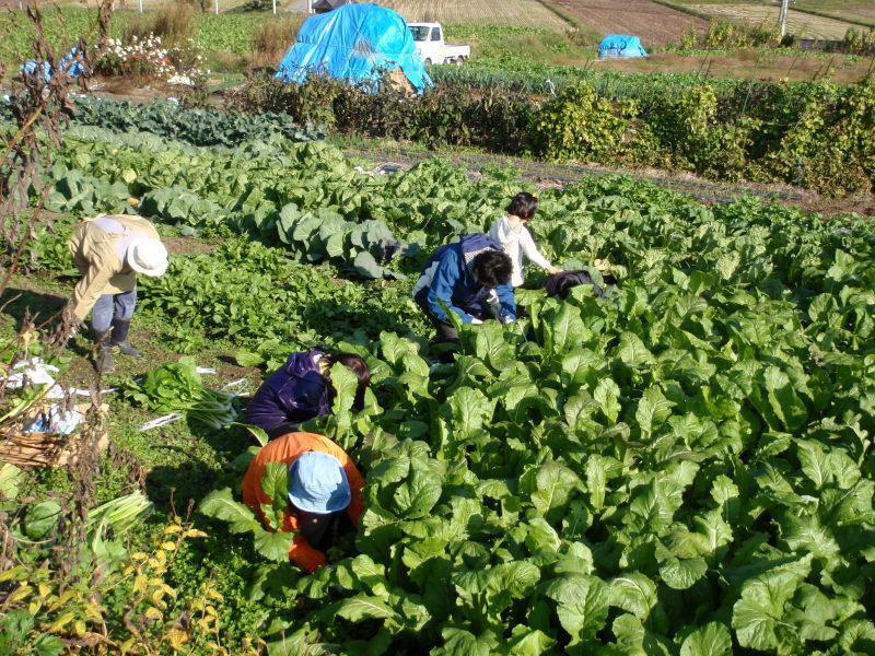 野沢菜収穫2