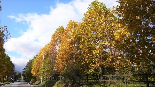 牧場通りのユリノキ並木の紅葉の美しさは圧巻です。