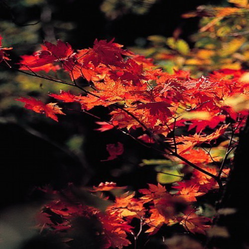 ホテル周辺の紅葉