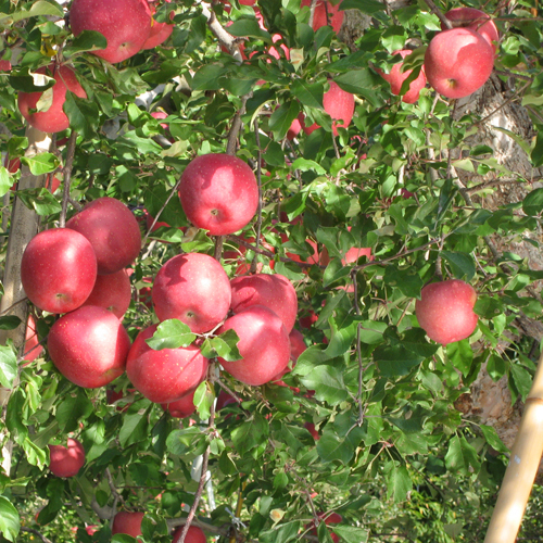 *りんごの収穫