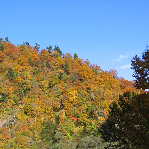 *紅葉