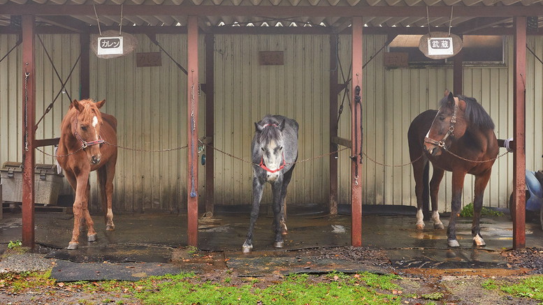 馬小屋にはたくさんの馬が！
