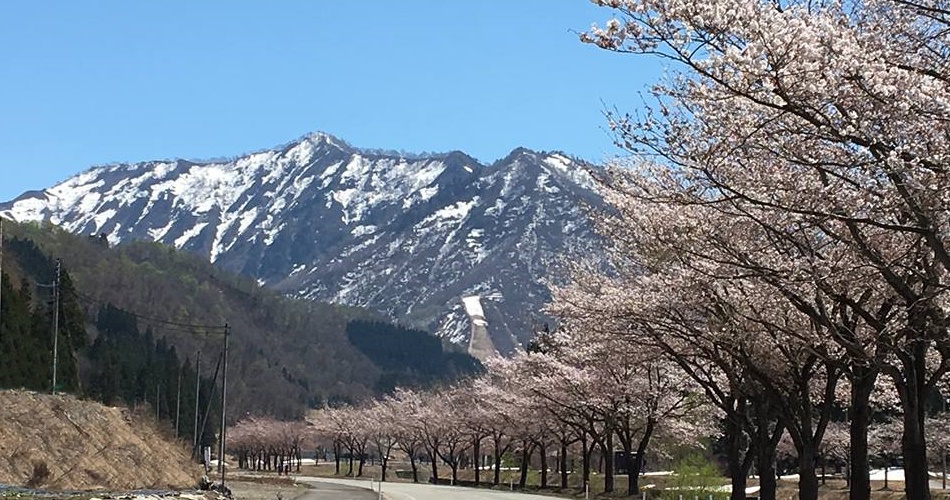 山々と桜