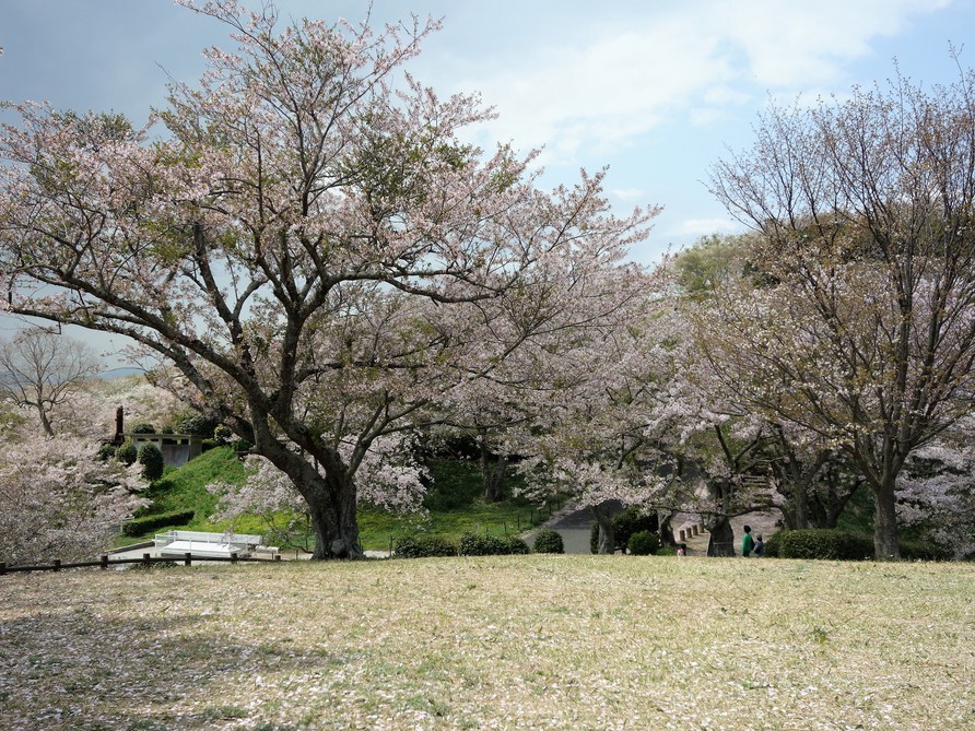 竜王山公園 桜