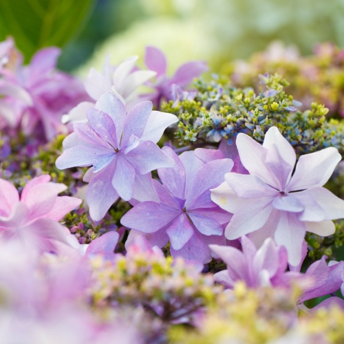 【ビジネスインうめさき】庭園には季節折々の花が咲き誇ります。