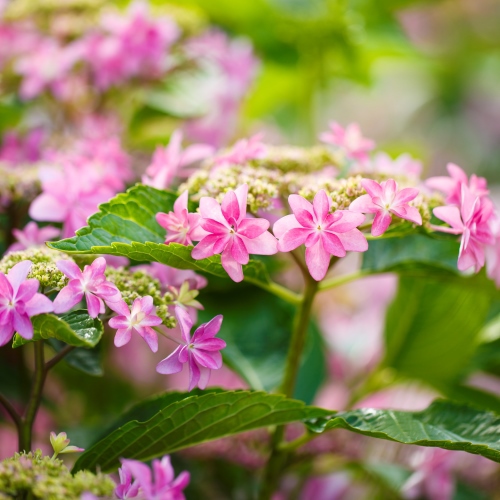 【ビジネスインうめさき】庭園には季節折々の花が咲き誇ります。