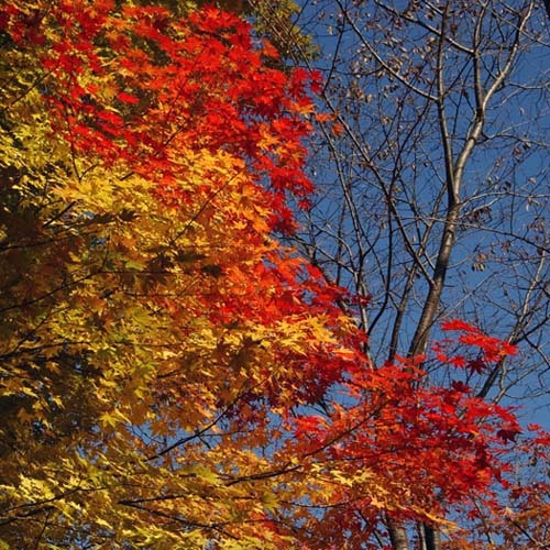 赤く染まったもみじ２(500)