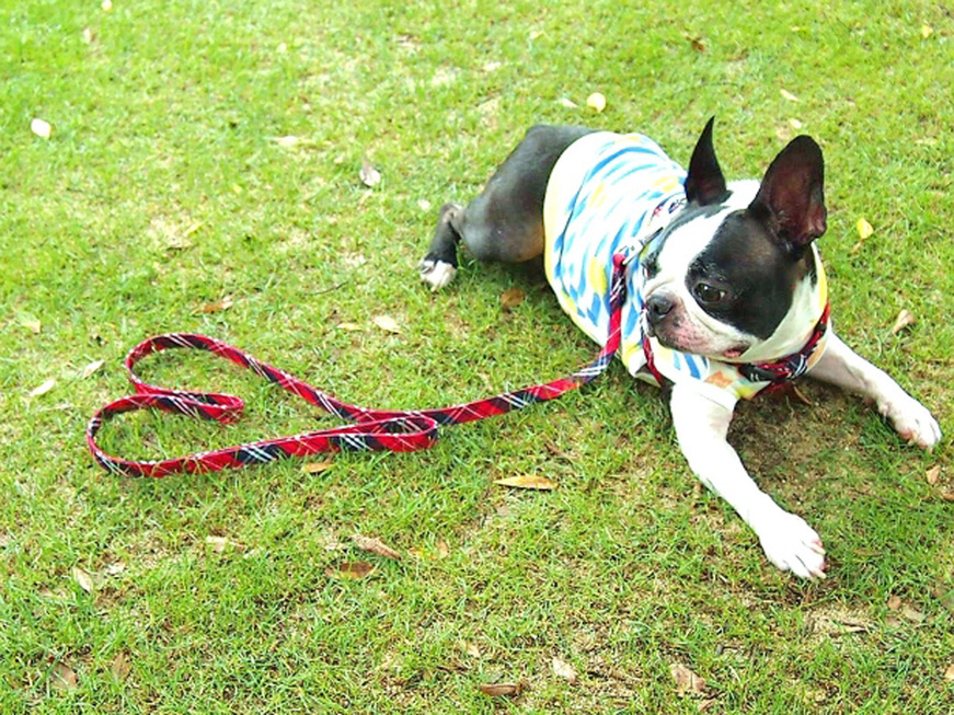 ドッグランでワンちゃんと旅の思い出を・・・♪