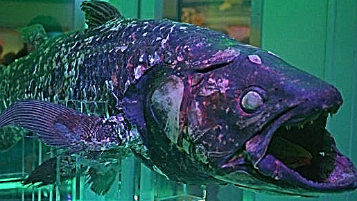沼津港深海水族館