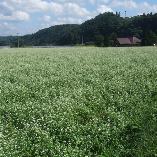 白い花の絨毯が広がる蕎麦畑