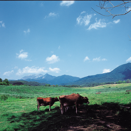 蒜山での高原