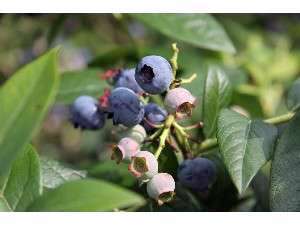 ブルーベリーデザートに