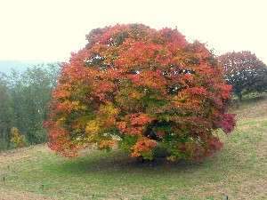 池田の大カエデ白馬より約５〜６０分