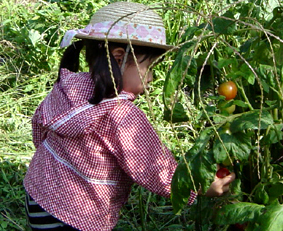 年金明yane（長野）