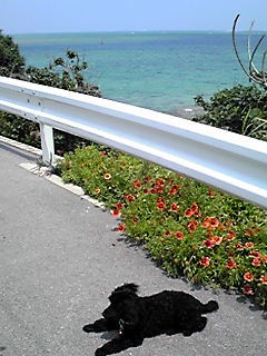 島の東側（階段を下りると小さな砂浜が・・・。）