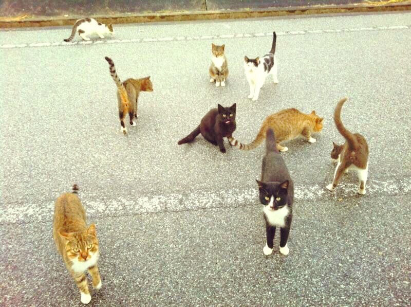 観光客の持つ天ぷらをおねだりする為むらがる島の猫たち