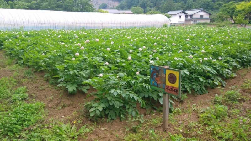 * 【6月〜7月宿泊者特典】期間限定！当館グループ施設の直営農園で育った新鮮な野菜をプレゼント！