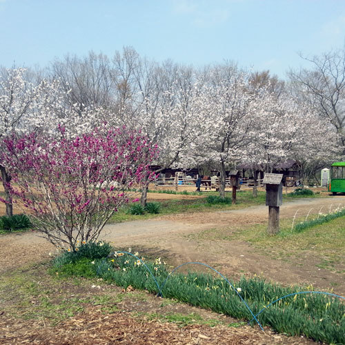 【春のさくら】秩父ふるさと村の桜