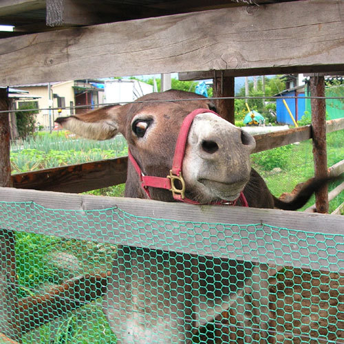 【動物ふれあい体験・ろば】動物と触れ合ってみて下さい。