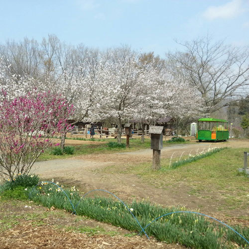 ふるさと村の桜並木