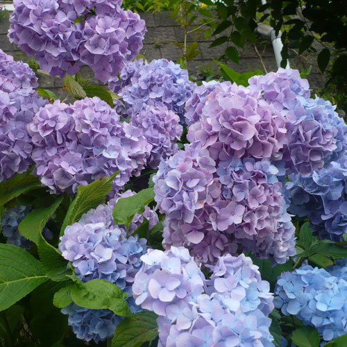 【紫陽花】6月下旬〜7月上旬にかけて、秩父ミューズパークの紫陽花がきれいに咲きます。