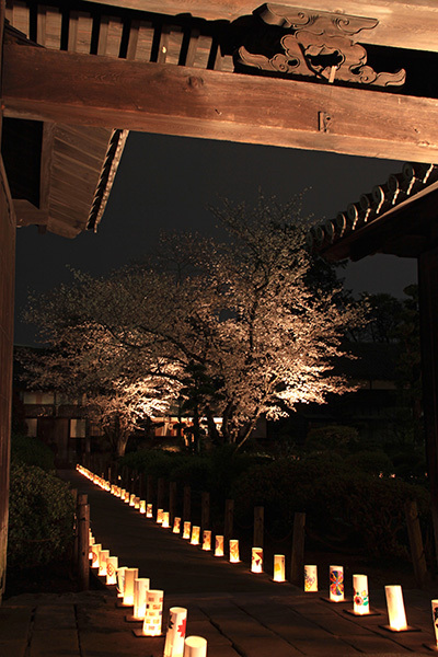 【観光】本妙寺桜灯籠