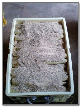 自家製たくあん