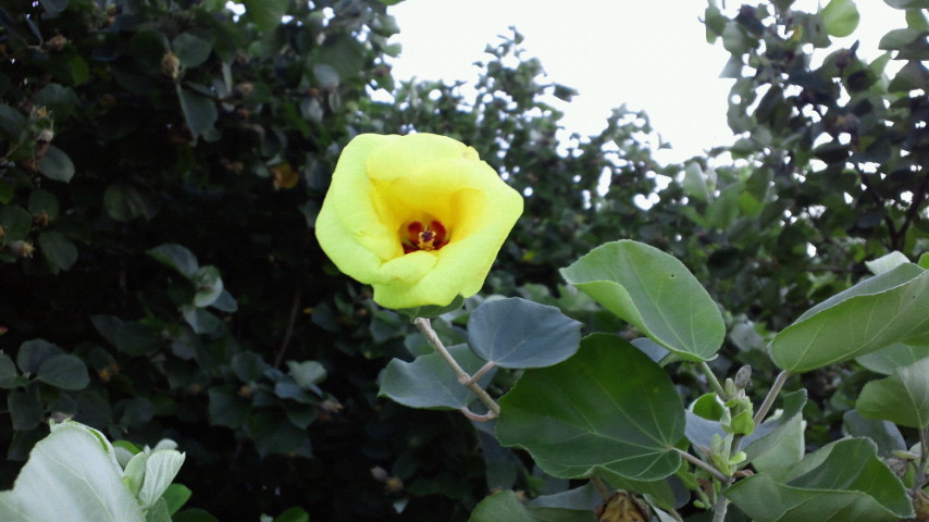 はまぼうの花