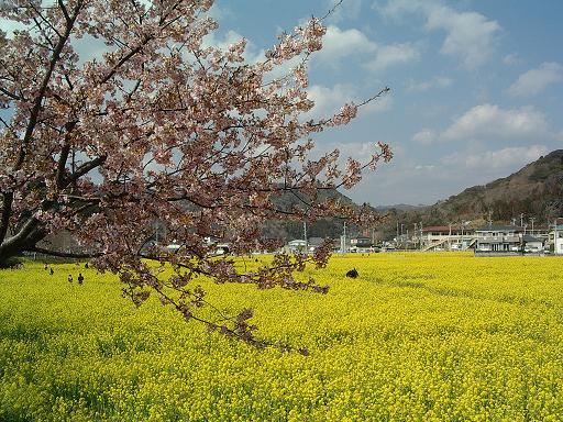 みなみの桜と菜の花まつり