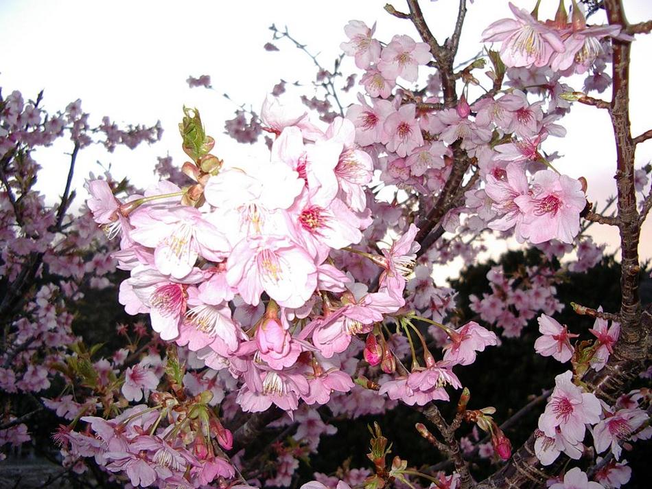 河津桜